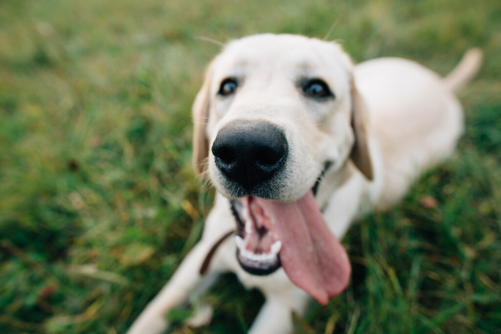 Funny dog Labrador with with open mouth and long tongue. Selective focus