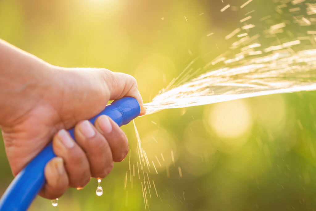 Hand holding blue water hose and watering to the plant in outdoor garden. 