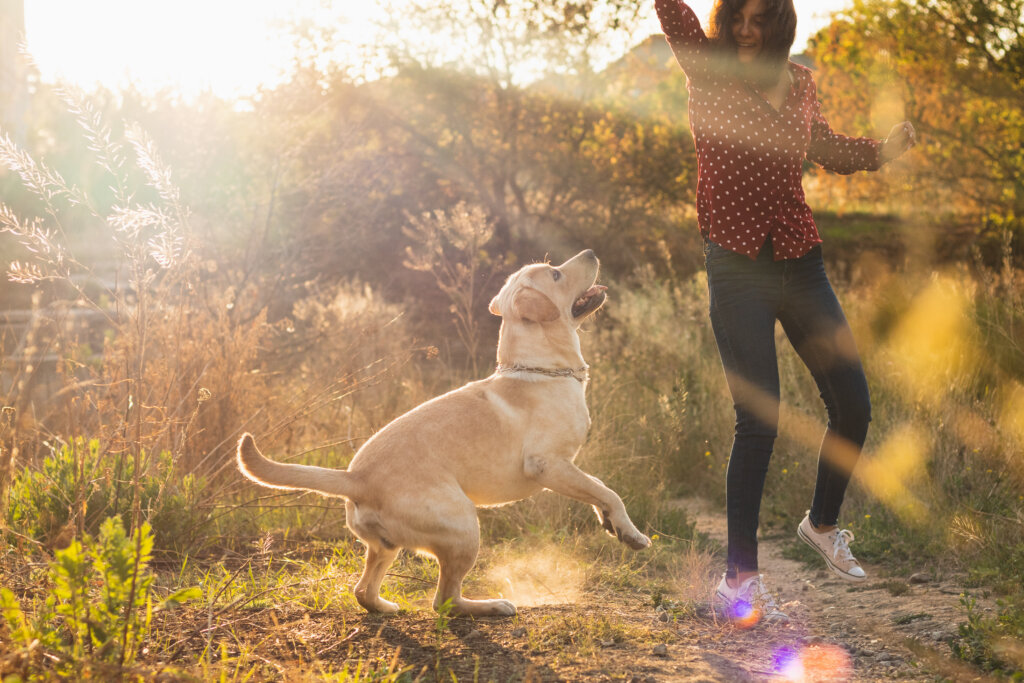 Energetic labrador retriever young dog playing with his owner at the park on the beautiful orange sunset.