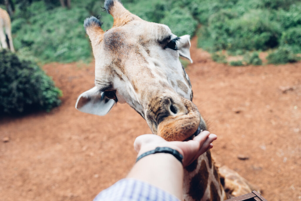 feeding a giraffe by hand