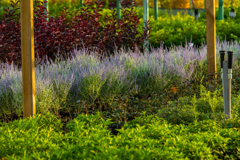potted flowers and tubs and evergreens in the garden center, plants and shrubs and bushes