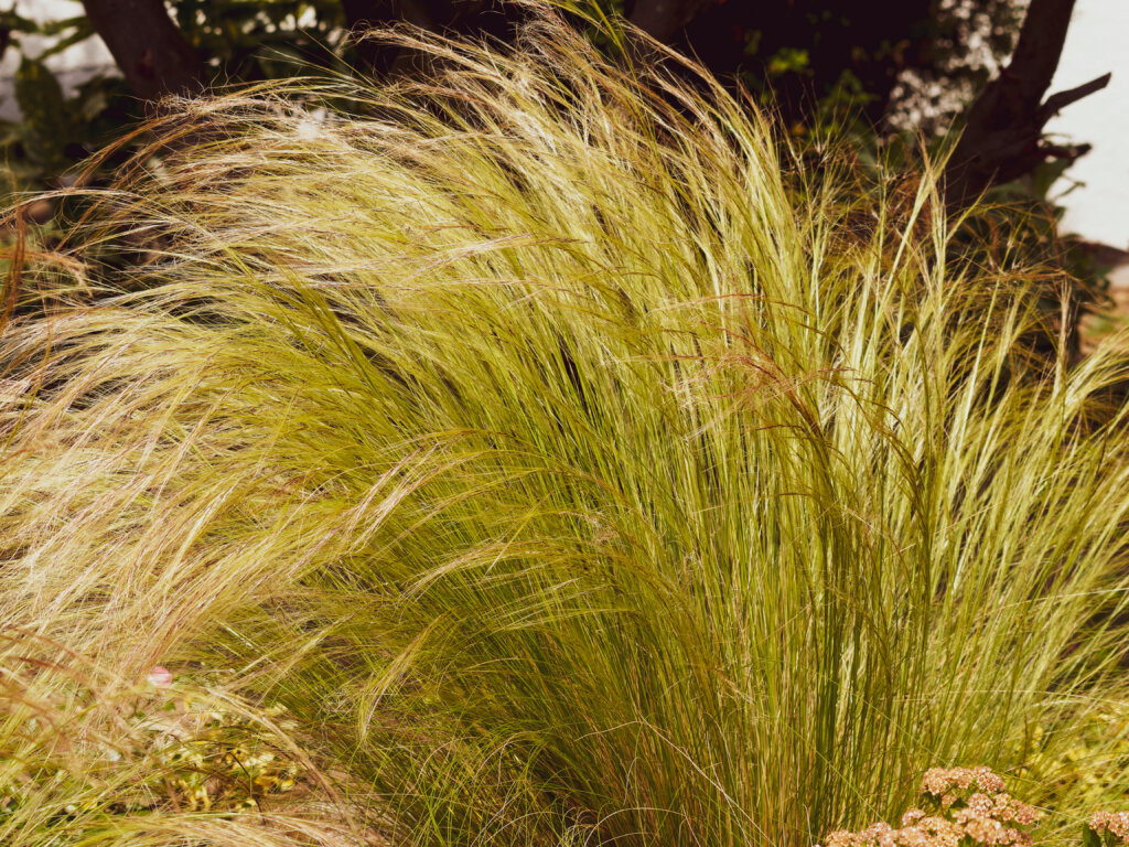 Nassella or stipa tenuissima | Mexican feathergrass or finestem needlegrass with bright green foliage in late spring moving in the slightest wind