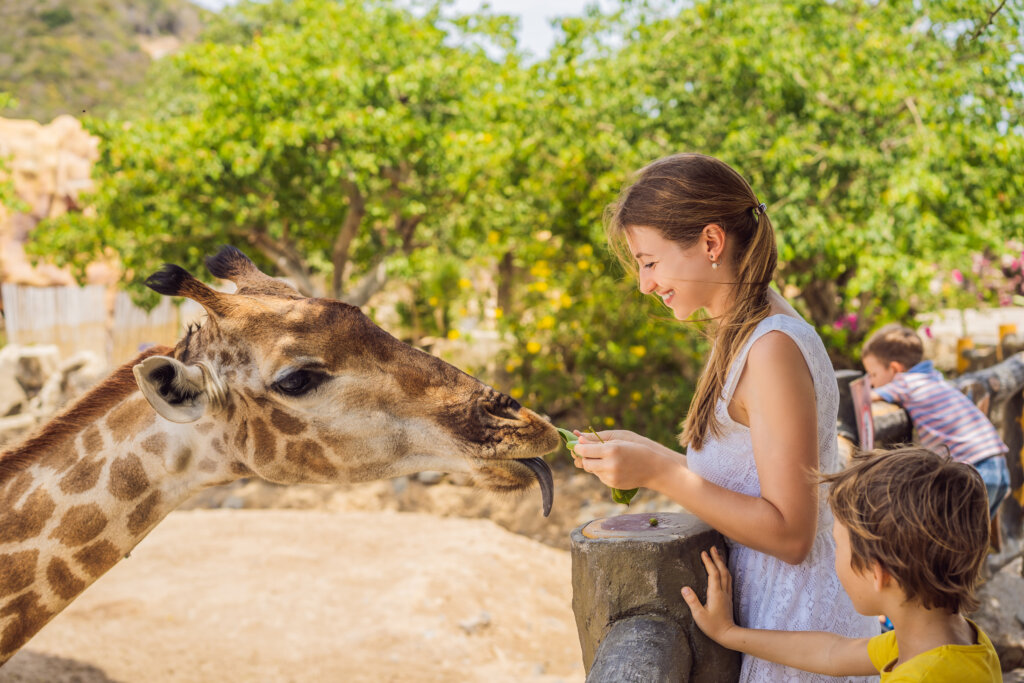 Happy woman watching and feeding giraffe in zoo. She having fun with animals safari park on warm summer day.