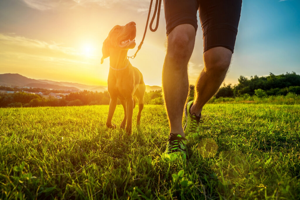 Silhouettes of runner and dog on field under golden sunset sky in evening time. Outdoor running. Athletic young man with his dog are running in nature.