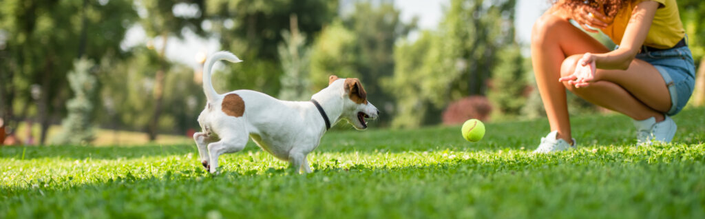 Cropped view of young woman playing ball with jack russell terrier dog
