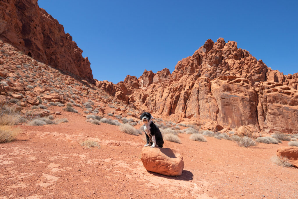 A dog sitting on a rock surrounded by red rock open space