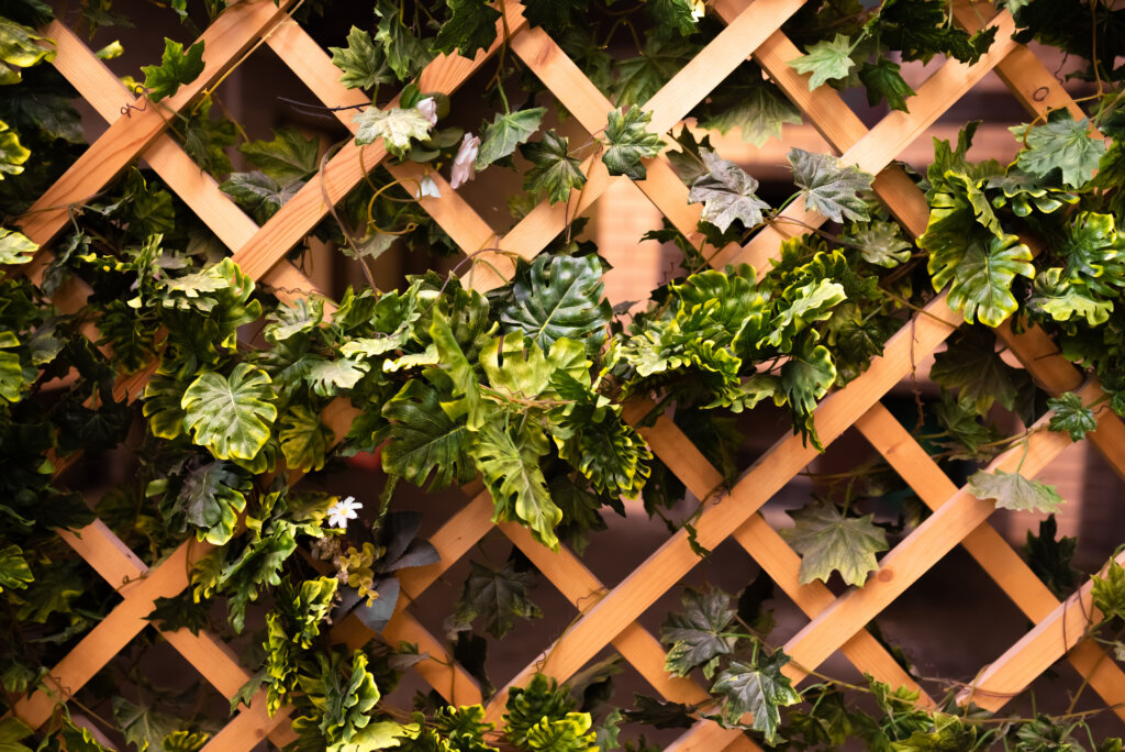 Green leaves on a wooden trellis.