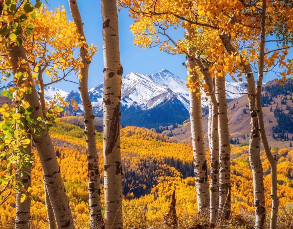 Falling for Colorado Springs: Your Guide to the Perfect Colorado Fall