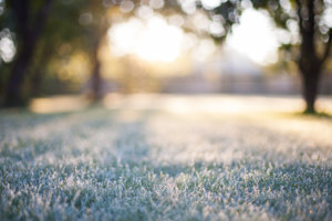 winter lawn